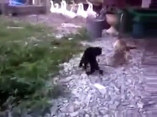 Самый смешной ролик! смотреть до конца!