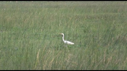 Costa Rica lucha por conservar y devolverle la belleza a sus humedales