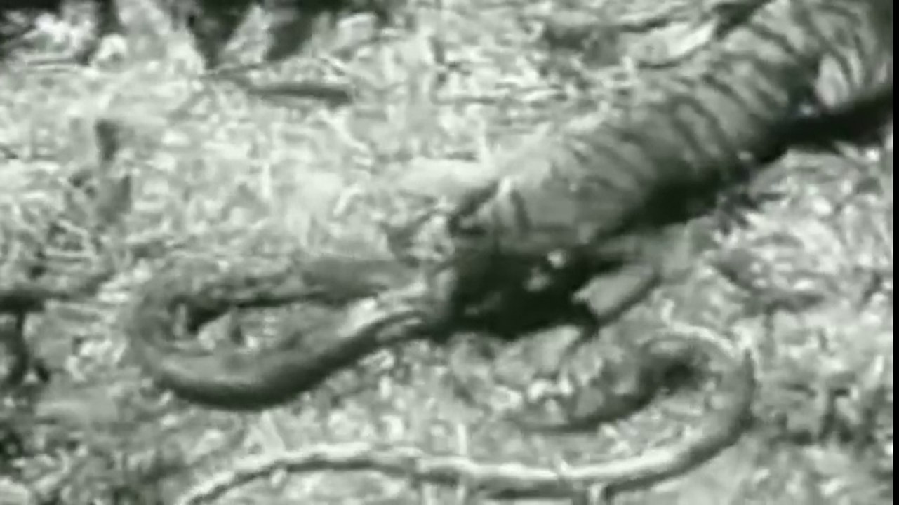 Giant Anaconda vs Jaguar - Python vs Tiger - Python vs Leopard