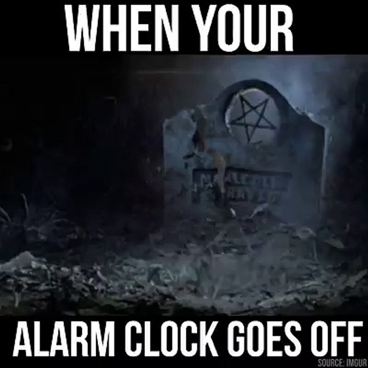 funny videos