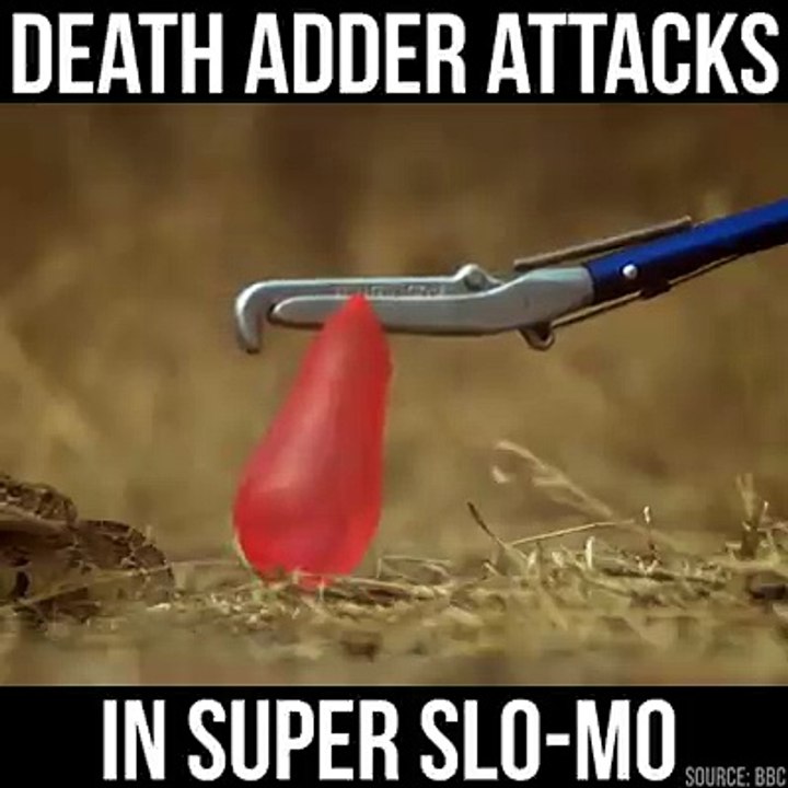 funny videos