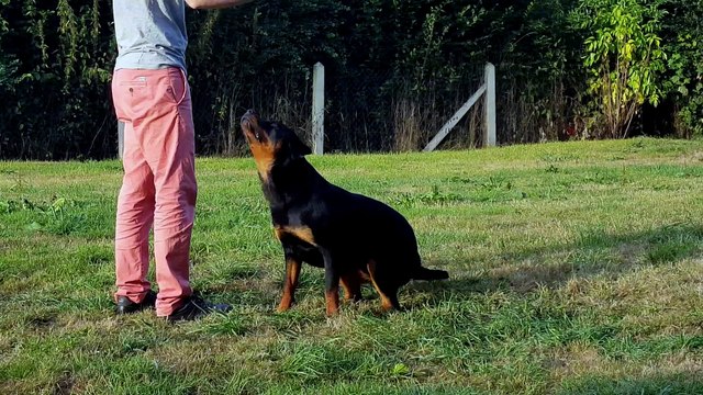 Educateur canin eure 27