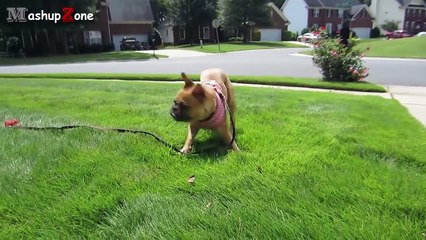 Top 10 Funny Bulldogs - A Funny Bulldog Videos Compilation 2015