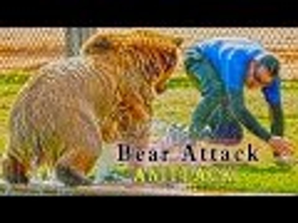 bear attack TOP 10 HD