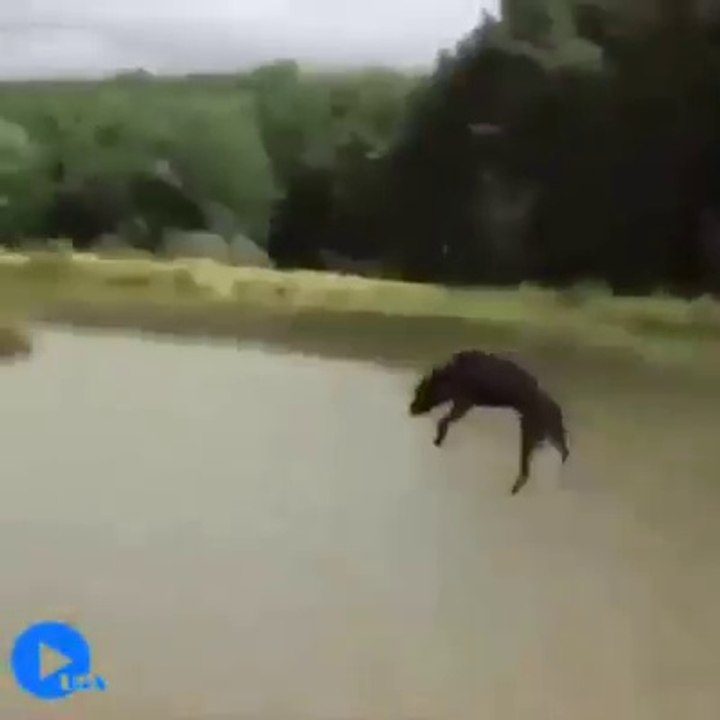 Köpeğe Dikkat