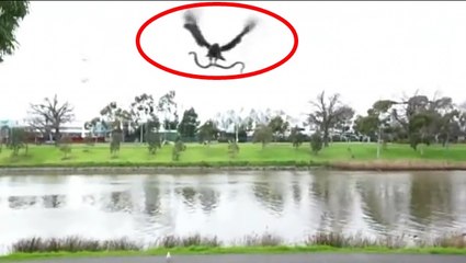Hawk Drops Massive Snake On Family Barbecue Lunch