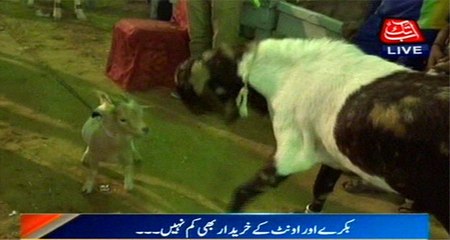 Penetrating Impact Of "Chhota Don" Karachi's Cattle Market