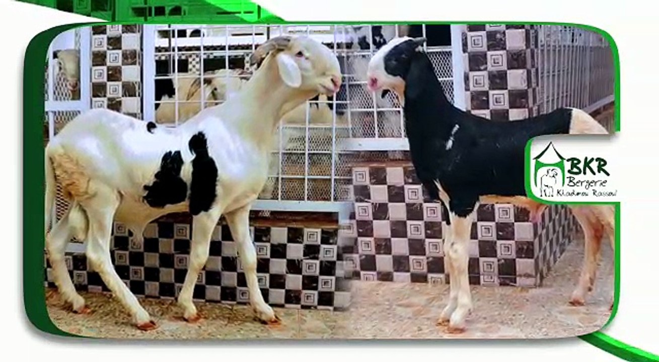 Bergerie Khadim Rassoul, Achetez moins cher un mouton