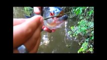 Most Amazing Wild Animal Attacks - Piranha fish Attack Human
