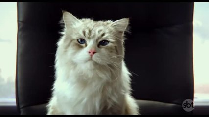 Comédia conta a experiência de viver na pele de um gato