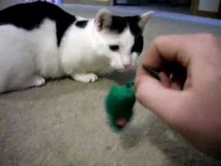 Кот красавчик . Порода кошек МАНЧКИН .