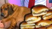 Anjing suka makan burger, turun 20 kg setelah berhenti memakannya - Tomonews