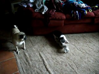 Baby Pot Belly Pig Plays With Pug