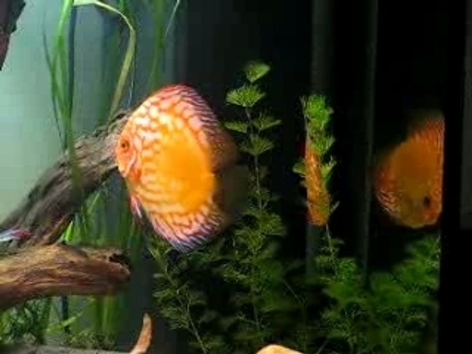 Parade discus?