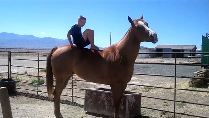 Moment massage pour ce cheval chanceux!