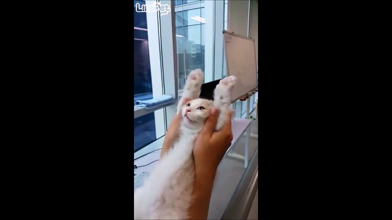 Ce matin un lapin... Ah non c'est un chat