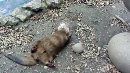 Le jouet préféré de cette loutre : un cailloux