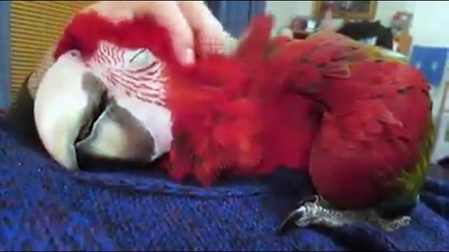 Попугай балдеет. Смешные приколы попугай