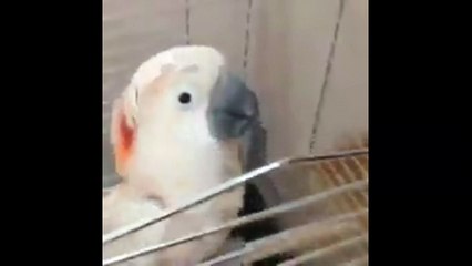 Потешный попугай. Смешные приколы попугаи