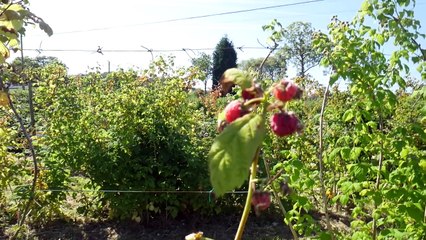 La bebé Luci y Martina recogen frambuesas en el campo - Capítulo #33 - juguetes en español