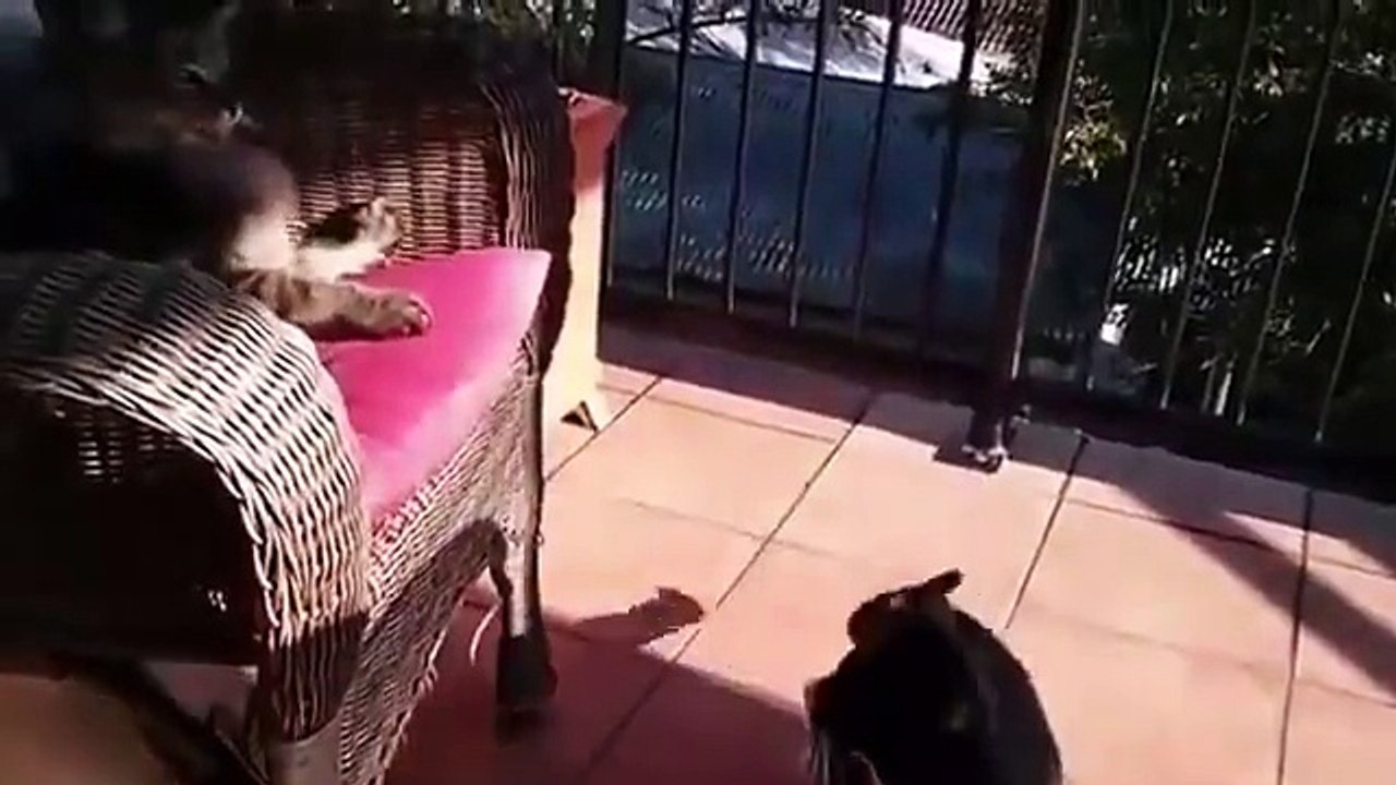 Les chats sont des enfoirés