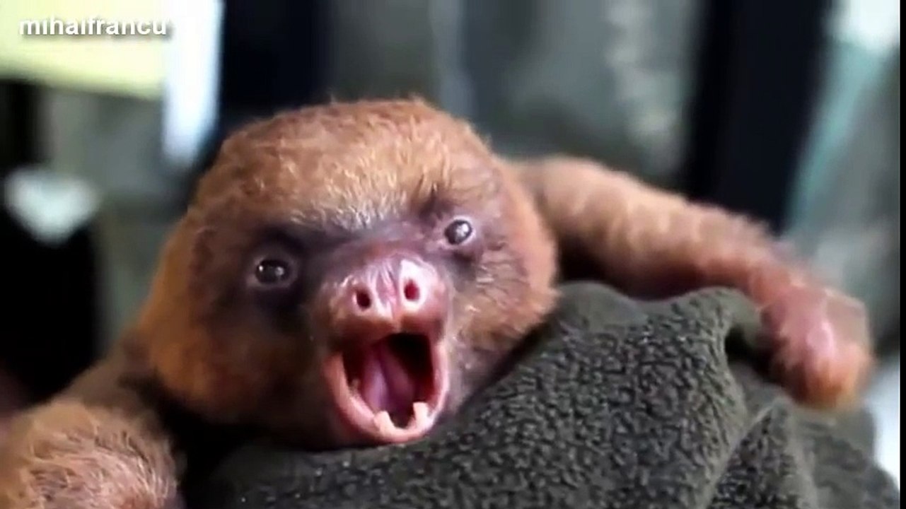 Funny Cute Baby Animal Videos Compilation
