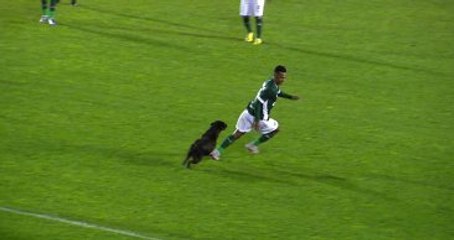 Gol Sonrası Sahaya Giren Köpek Futbolcuları Kovaladı