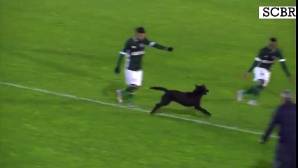 Perro invade cancha de fútbol en Brasil e intenta morder a un jugador