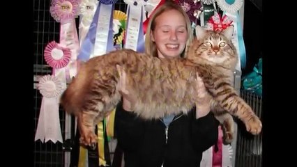 Top 10 Largest Cat Breeds on Earth