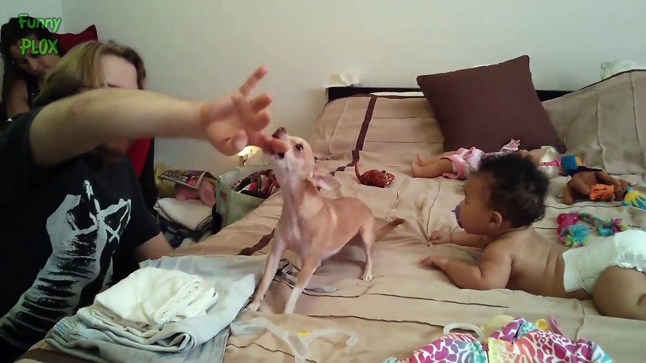 Funny Dogs  and Babies Compilation 2016