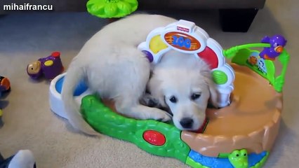 Kittens And Puppies Playing 2016