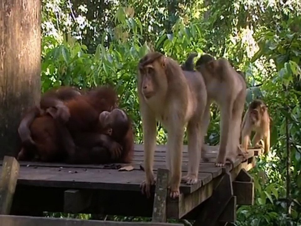 Little baby orangutans get scared