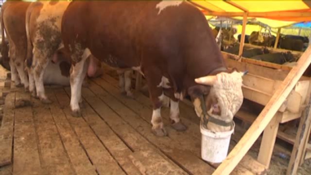 Bir Tonluk Serkan Alıcısını Bekliyor