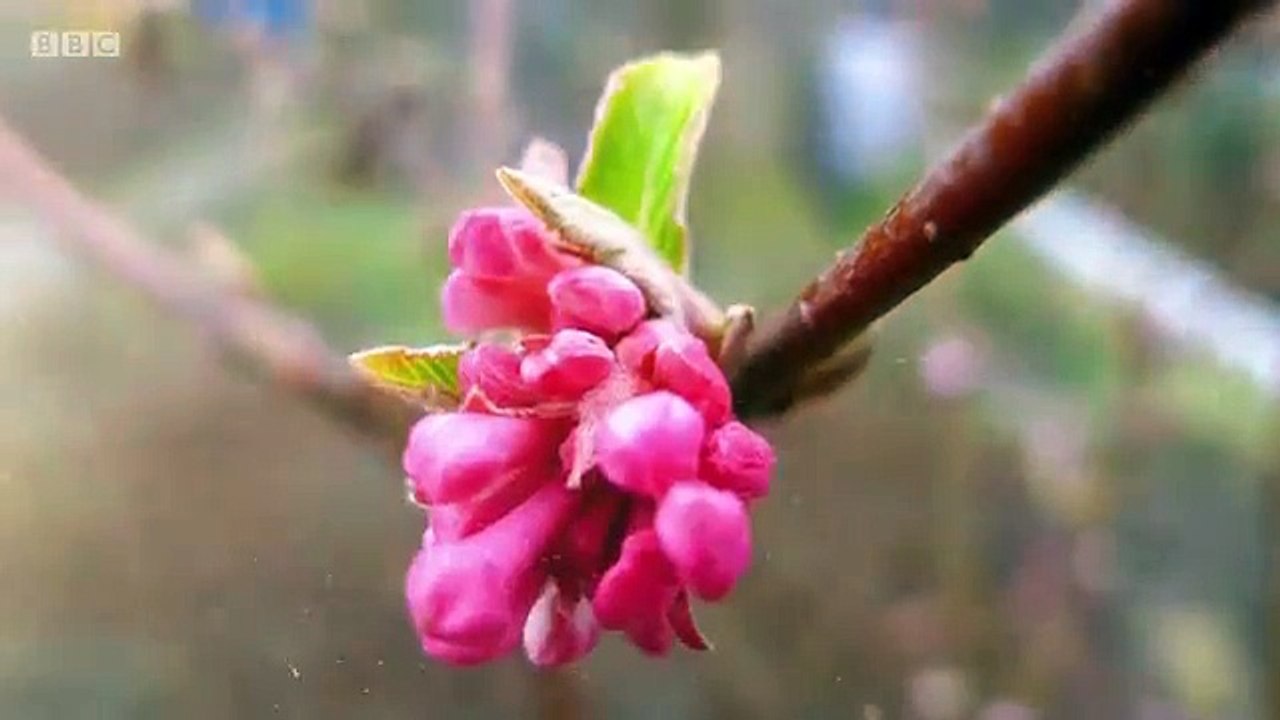The Beechgrove Garden 2016 S38E16 HD