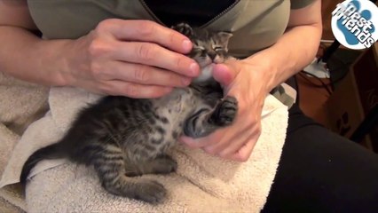 Ce chaton adore les moments câlins avec sa maîtresse