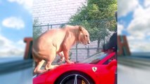 Pet lion in sharjah United Arab Emirates with Luxurious cars.