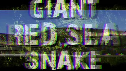 Giant Snake Caught in Red Sea