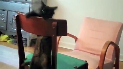 Best Funny Cat Ever Funny Cats Compilation 3 Minutes