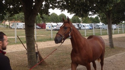 Présentation de yearlings