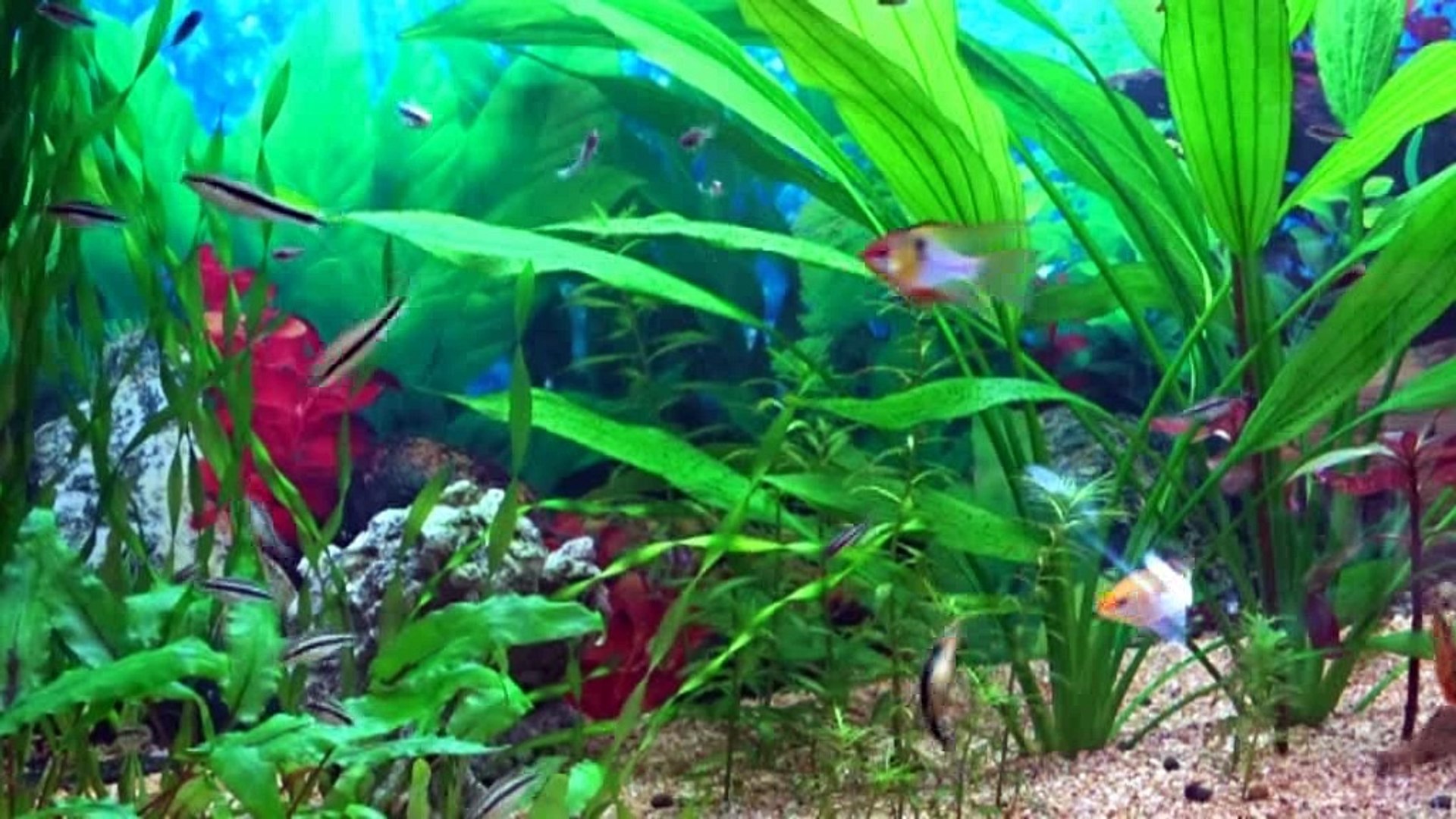 ⁣Подводный мир    Underwater world
