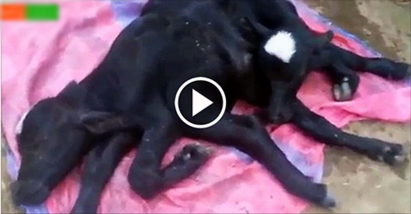 Miracle-Twin Cow baby - Video Dailymotion