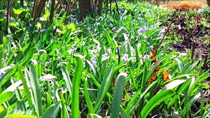 Timelapse Zeitraffer - Pinneberg Rosengarten Mai 2013 /Full Film/Complete Movie/Ganzer Film