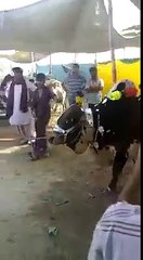 Animal are so good for animal lovers