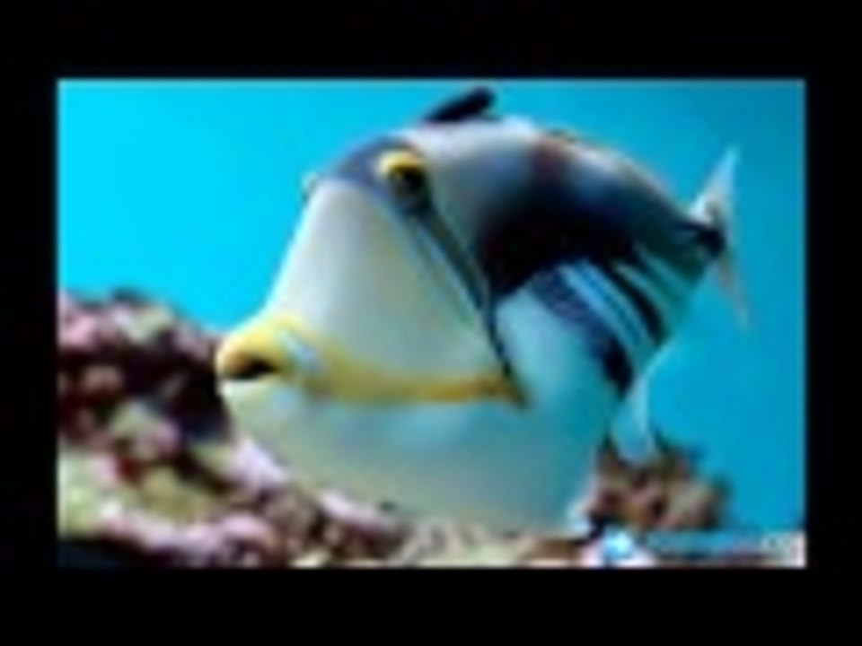 poisson fish pescado