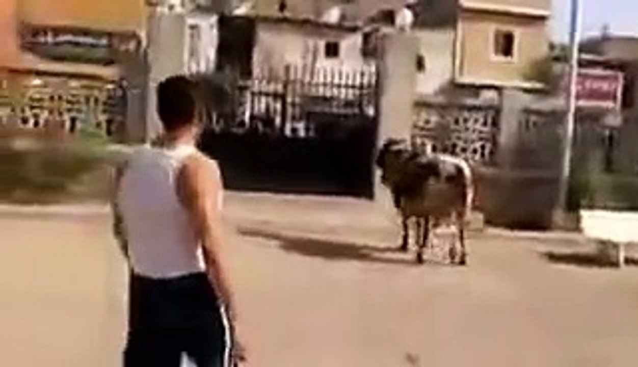 Cow Run