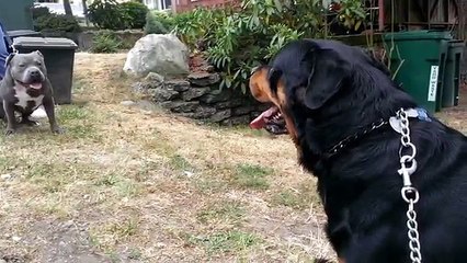 PIT BULL VS ROTTWEILER FIGHT!!!