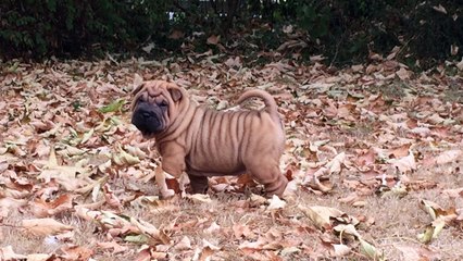 MAIDEN IRON ME NOT DES MING WAY - à 6 semaines - M2