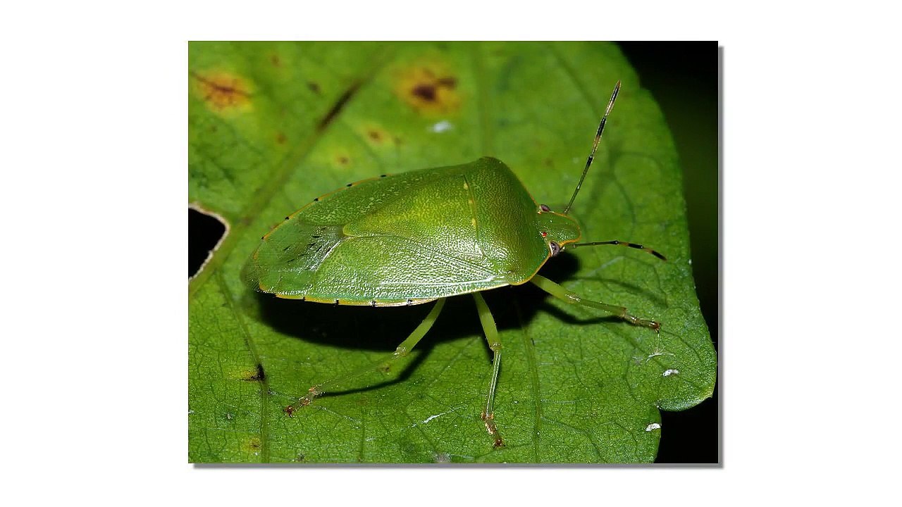 bed bug bites Anerley