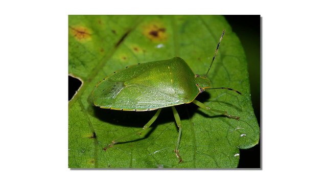 bed bug bites Anerley