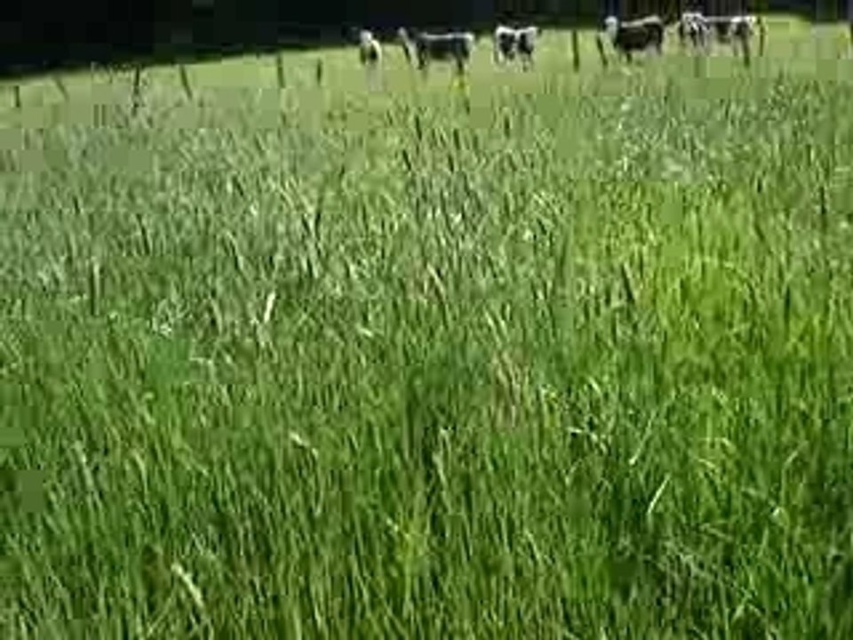 shoot les vaches2